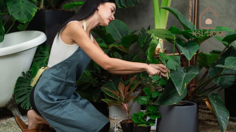 Dutch Style House Plants