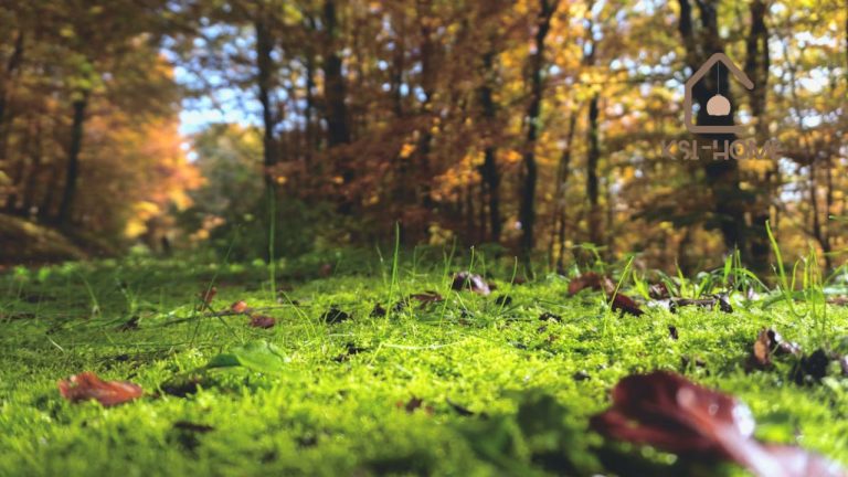 SW Professional Landscaping Services LLC Transform Your Outdoor Spaces Today