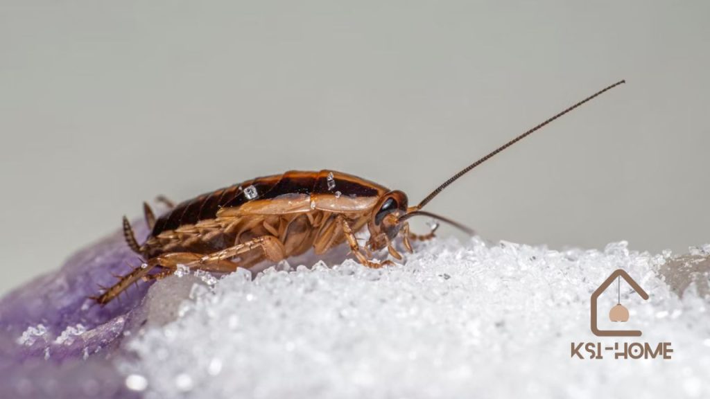 Step-by-Step Guide to Eliminate Tiny Bugs from Your Bathroom