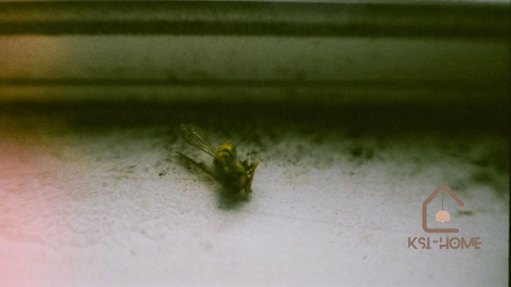 Why Do I Have Tiny Bugs in My Bathroom