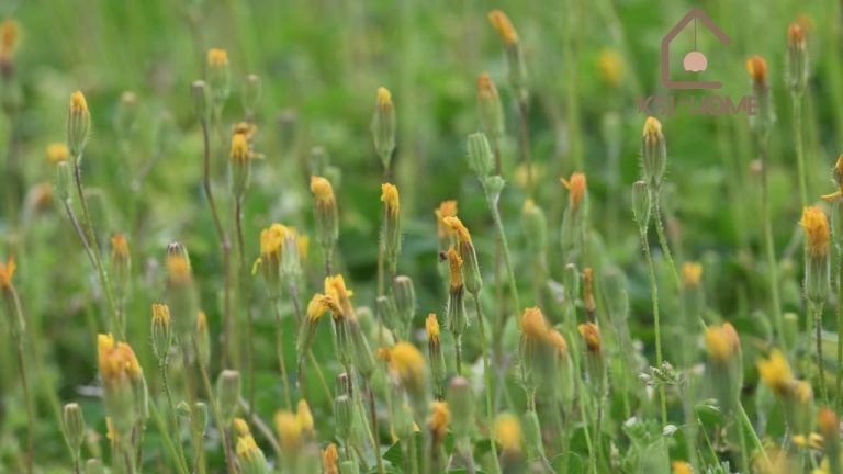 Can Outdoor Grass Pollen Cause Plugged Ears Find Out Now